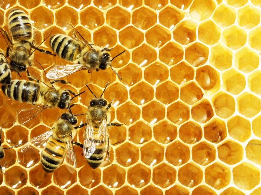 Những công dụng tuyệt vời của mật ong hoa cà phê