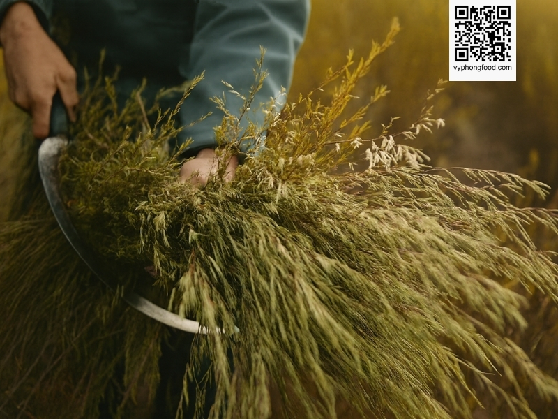 Premium rooibos tea from African Dawn sourced from the Cederberg region in South Africa, imported in original packaging with natural antioxidant benefits and caffeine-free herbal profile.