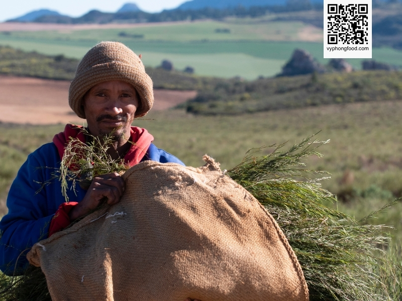 Premium rooibos tea from African Dawn sourced from the Cederberg region in South Africa, imported in original packaging with natural antioxidant benefits and caffeine-free herbal profile.