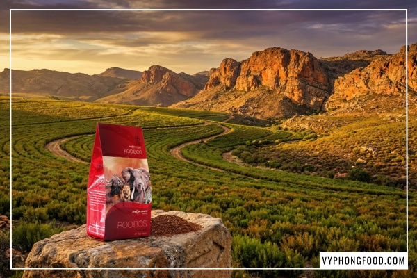 Khám phá tác dụng của hồng trà Rooibos Nam Phi và hoạt chất Aspalathin. Trà thảo mộc không caffeine tốt cho tim mạch, hỗ trợ ngủ ngon.