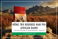Hồng trà Rooibos Nam Phi African Dawn: Tinh hoa thảo mộc từ vùng Cederberg, Nam Phi