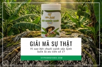 Giải mã: Vì sao bột chuối xanh sấy lạnh luôn là ưu tiên số 1?
