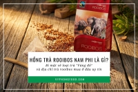 Hồng trà Rooibos Nam Phi là gì? Bí mật về loại trà 